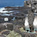 Blue-footed Booby
